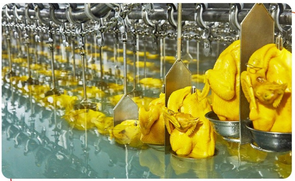 唐順興：從養(yǎng)殖到餐桌，全產(chǎn)業(yè)鏈?zhǔn)刈o(hù)食品安全與品質(zhì)