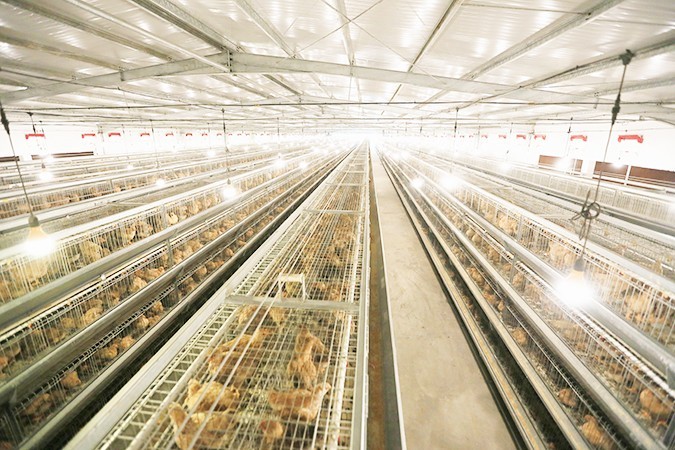 如何選擇一家優(yōu)質(zhì)的港式燒臘批發(fā)廠(chǎng)家？