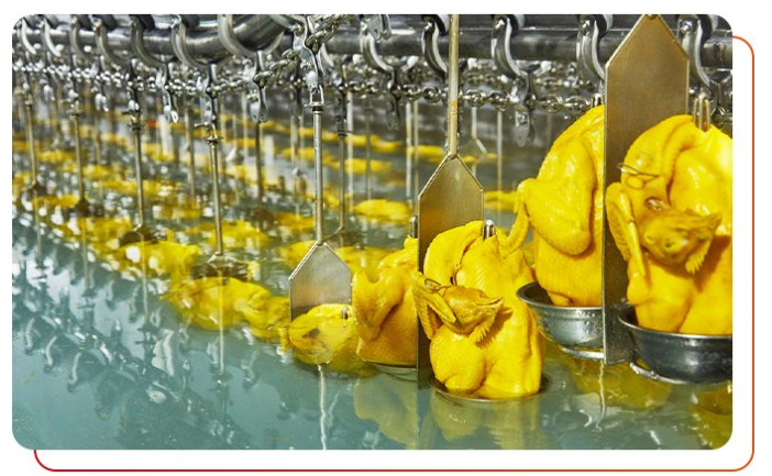 作為白切雞食材供應(yīng)商需要注意什么？