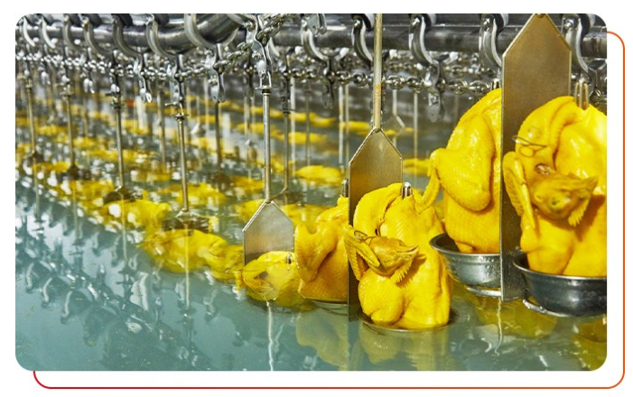 白切雞食材供應商如何選擇